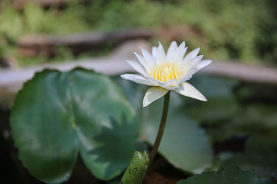 Close-up of white water lily in pond