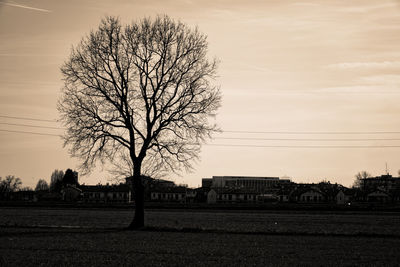 Silhouette bare tree on field against sky