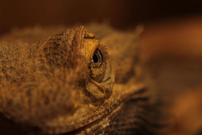 Close-up of lizard