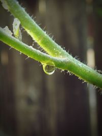 Close-up of water drops on leaf