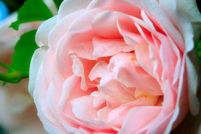 Close-up of pink rose