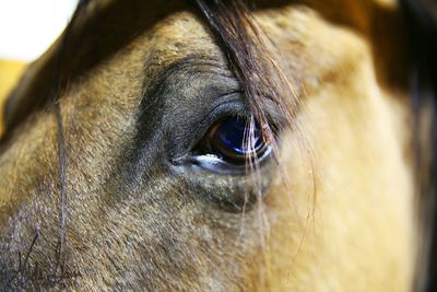 Close-up portrait of horse