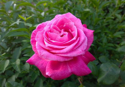 Close-up of pink flower