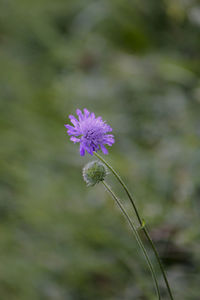 Close-up of purple flowering plant