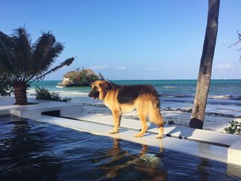 Dog on beach against sky