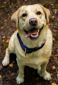 Portrait of dog sitting