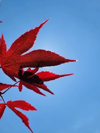 red