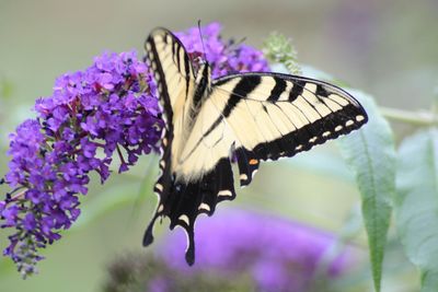 Close-up of butterfly pollinating on purple flower