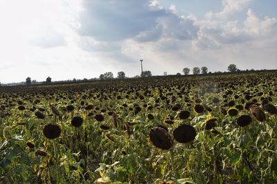 Plants growing on field against sky