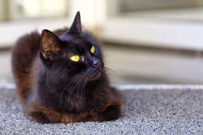 Close-up of cat looking away