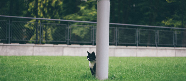 Cat looking away on field