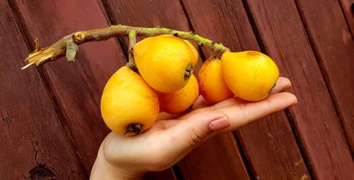 Close-up of hand holding fruits