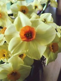 Close-up of yellow flowers blooming outdoors