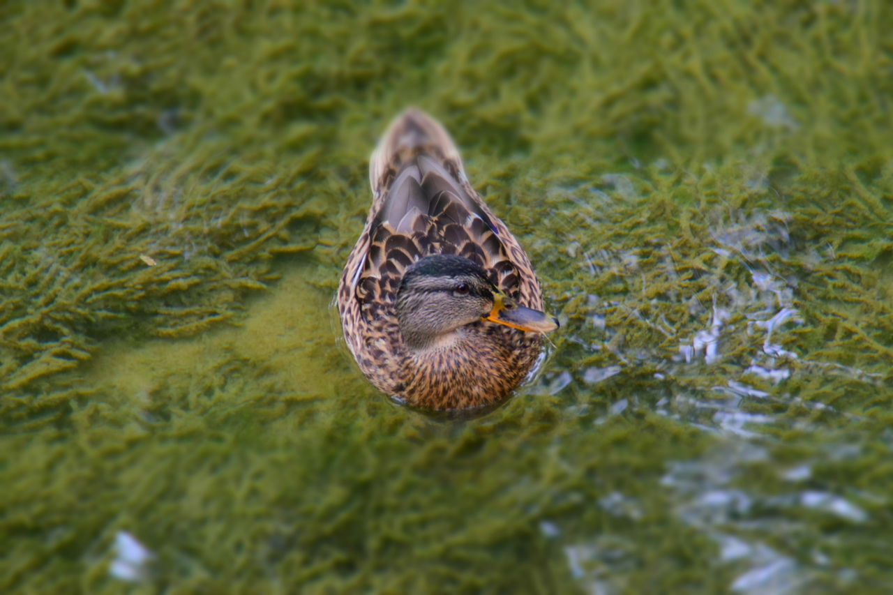 animal themes, animal, animals in the wild, animal wildlife, vertebrate, bird, one animal, water, lake, nature, swimming, duck, no people, poultry, day, water bird, mallard duck, waterfront, female animal