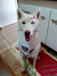 Portrait of dog sitting on floor at home