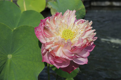 Close-up of pink water lily