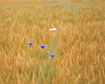 Flowers growing on wheat field