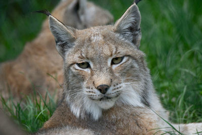 Close-up of cat on field