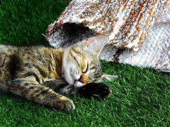 High angle view of a cat relaxing on field