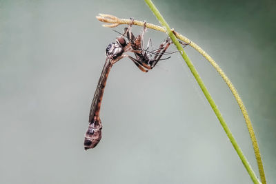 Close-up of insect on plant