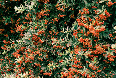 Full frame shot of orange flowering plants