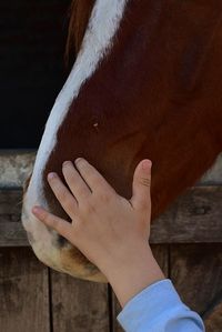 Close-up of hand feeding horse