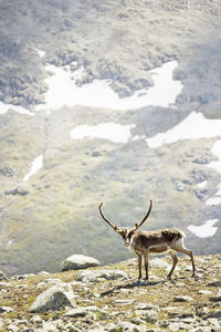 Reindeer standing on mountain