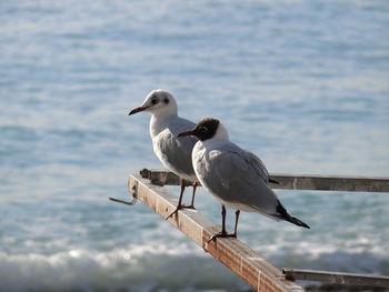 Seagull perching on wooden post