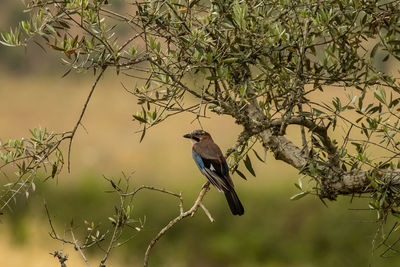 Bird perching on a tree