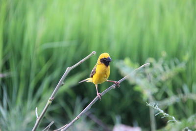 Bird perching on a plant