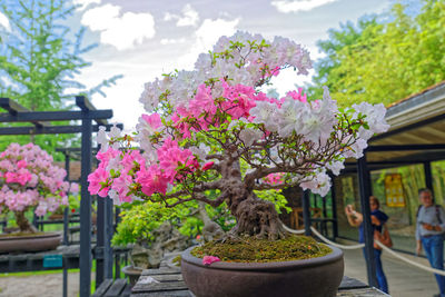 Close-up of potted plant against trees