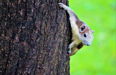 Close-up of squirrel on tree trunk