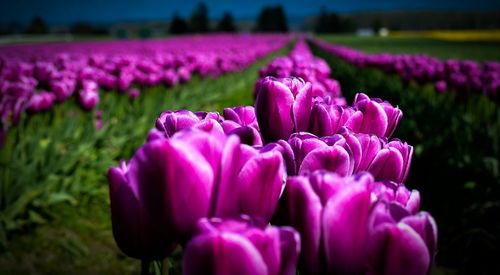 Close-up of pink flowers blooming in field