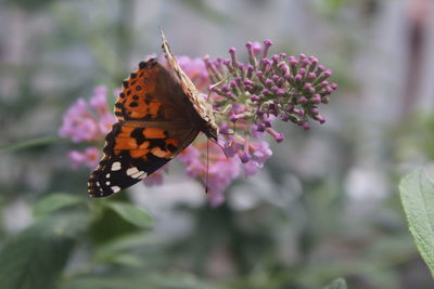Butterfly on flower