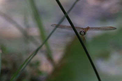 Close-up of dragonfly on plant