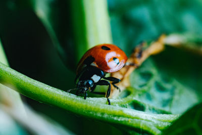 Front angle close up view of a lady bug climbing a plant stalk