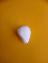 Close-up of seashell on yellow background