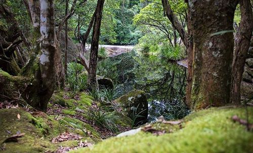 Trees growing in forest