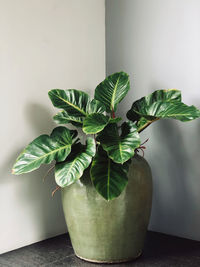 Close-up of potted plant on table at home