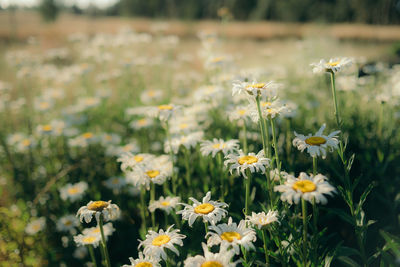 Close-up of yellow flowering plants on field