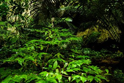 High angle view of trees in forest