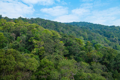 Scenic view of forest against sky