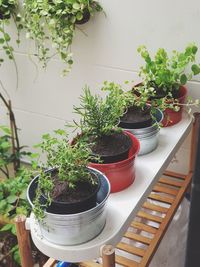 High angle view of potted plants in greenhouse