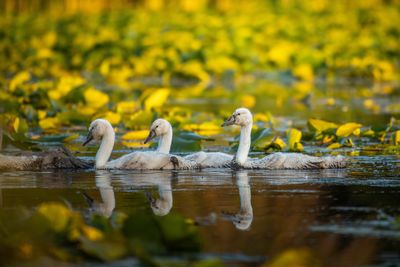 Pelicans swimming in lake