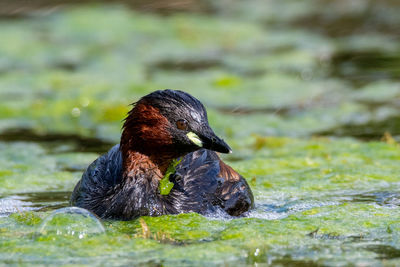 Close-up of duck swimming in lake