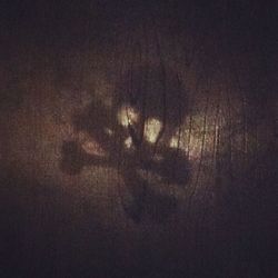 View of trees in the dark