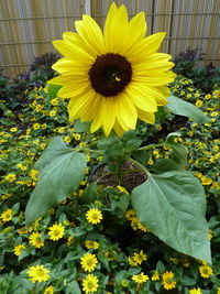 Close-up of sunflower blooming outdoors