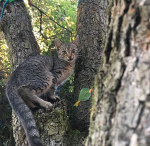 Portrait of cat on tree