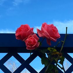 Close-up low angle view of flowers against blue sky