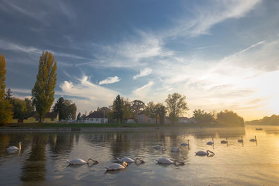 Colorful sunset over calm river bosut, vinkovci, croatia. swans floating on the river.